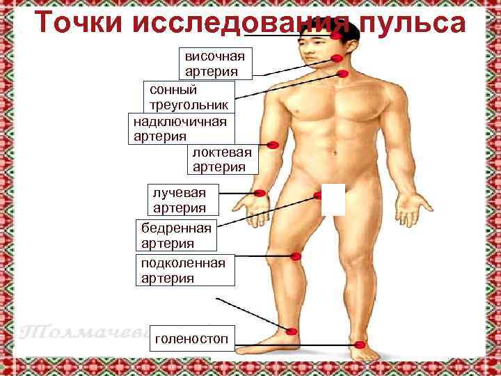 Точки исследования пульса височная артерия сонный треугольник надключичная артерия локтевая артерия лучевая артерия бедренная