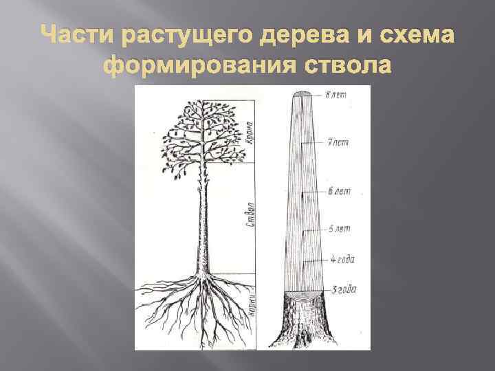 Части растущего дерева и схема формирования ствола 