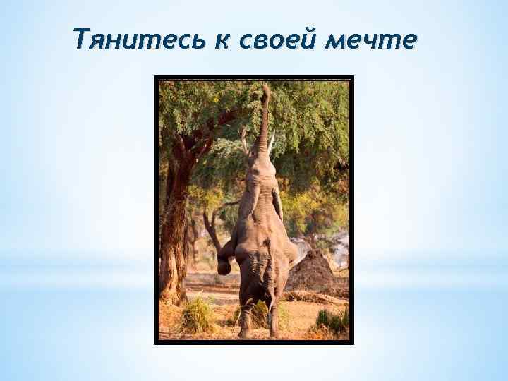 Тянитесь к своей мечте 