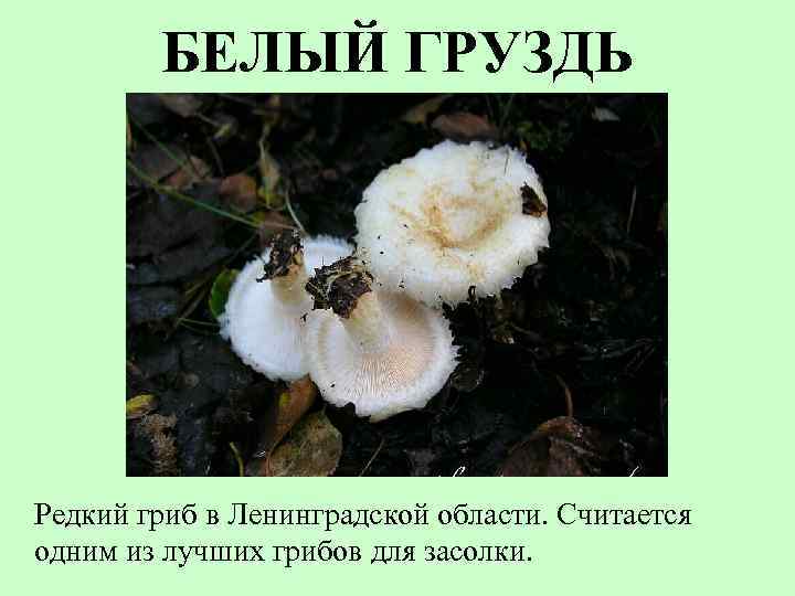 БЕЛЫЙ ГРУЗДЬ Редкий гриб в Ленинградской области. Считается одним из лучших грибов для засолки.
