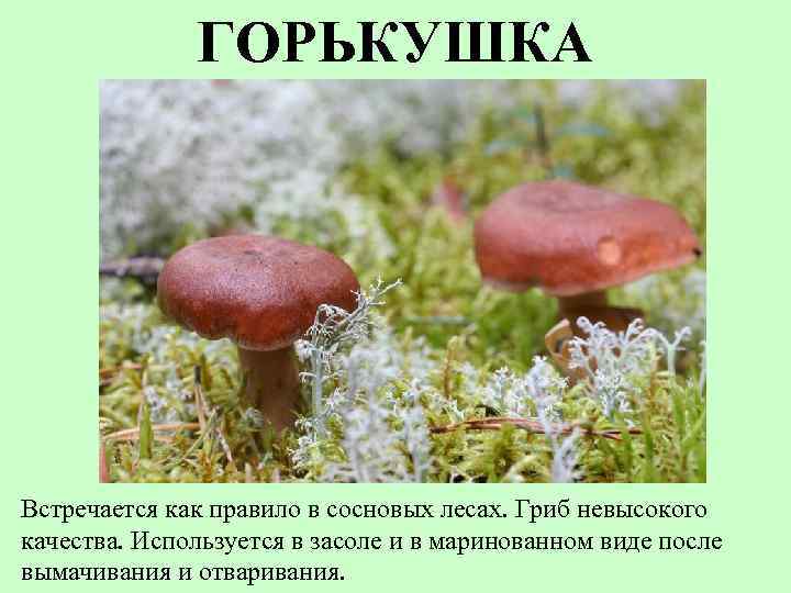 ГОРЬКУШКА Встречается как правило в сосновых лесах. Гриб невысокого качества. Используется в засоле и