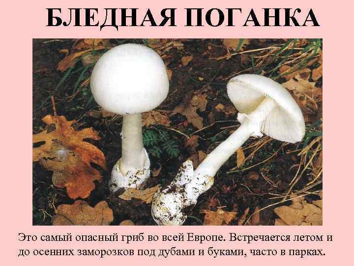 БЛЕДНАЯ ПОГАНКА Это самый опасный гриб во всей Европе. Встречается летом и до осенних