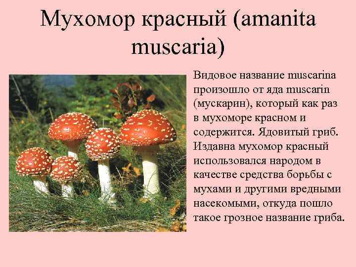 Мухомор красный (amanita muscaria) Видовое название muscarina произошло от яда muscarin (мускарин), который как