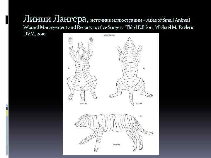 Линии Лангера, источник иллюстрации – Atlas of Small Animal Wound Management and Reconstructive Surgery,