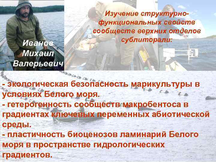 Иванов Михаил Валерьевич Изучение структурнофункциональных свойств сообществ верхних отделов сублиторали: - экологическая безопасность марикультуры