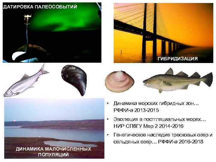 ДАТИРОВКА ПАЛЕОСОБЫТИЙ ГИБРИДИЗАЦИЯ • Динамика морских гибридных зон… РФФИ-а 2013 -2015 • Эволюция в