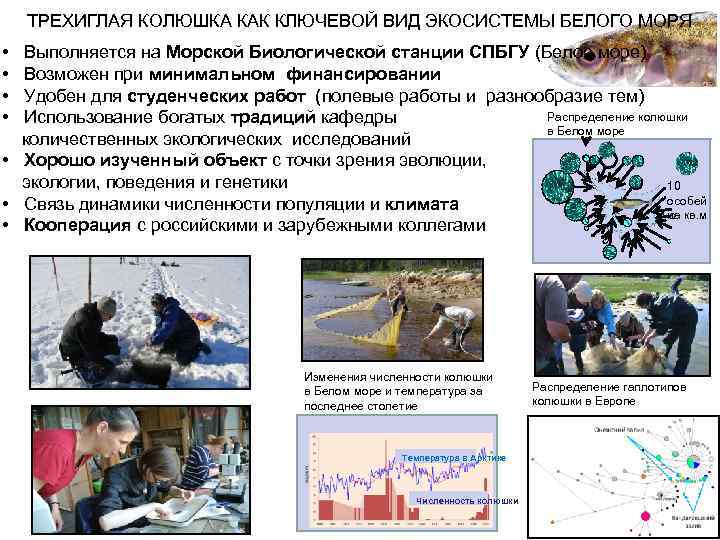 ТРЕХИГЛАЯ КОЛЮШКА КАК КЛЮЧЕВОЙ ВИД ЭКОСИСТЕМЫ БЕЛОГО МОРЯ • • Выполняется на Морской Биологической