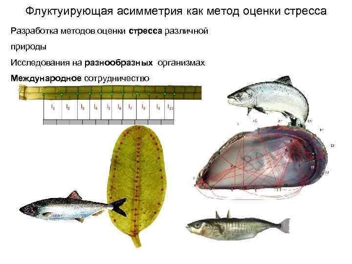 Флуктуирующая асимметрия проект