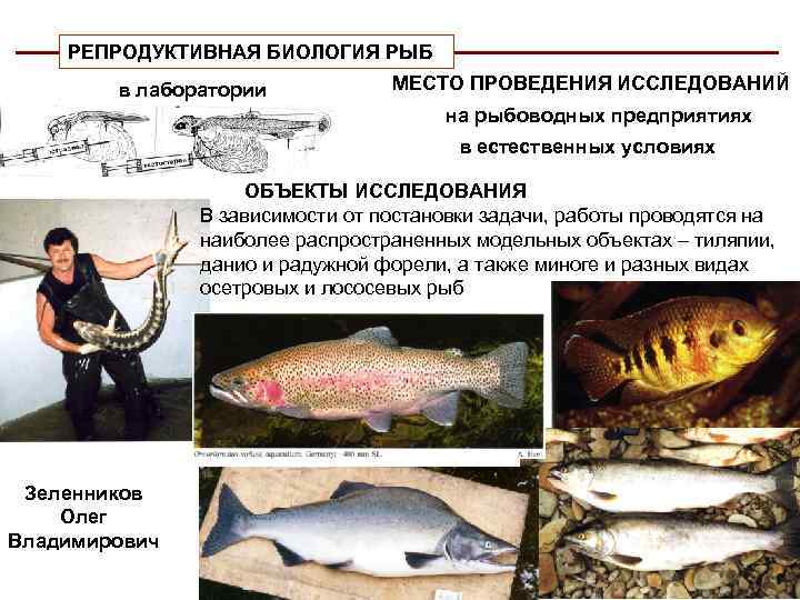 РЕПРОДУКТИВНАЯ БИОЛОГИЯ РЫБ в лаборатории МЕСТО ПРОВЕДЕНИЯ ИССЛЕДОВАНИЙ на рыбоводных предприятиях в естественных условиях