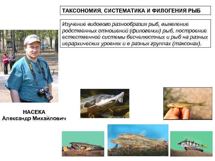 ТАКСОНОМИЯ, СИСТЕМАТИКА И ФИЛОГЕНИЯ РЫБ Изучение видового разнообразия рыб, выявление родственных отношений (филогении) рыб,