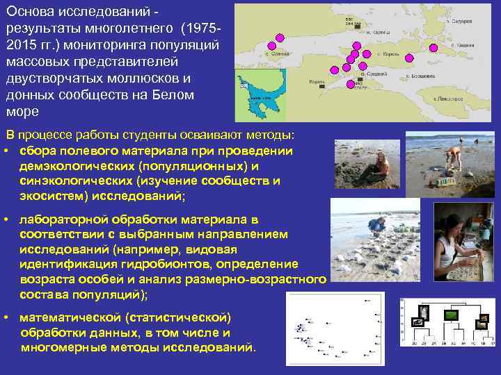 Основа исследований результаты многолетнего (19752015 гг. ) мониторинга популяций массовых представителей двустворчатых моллюсков и