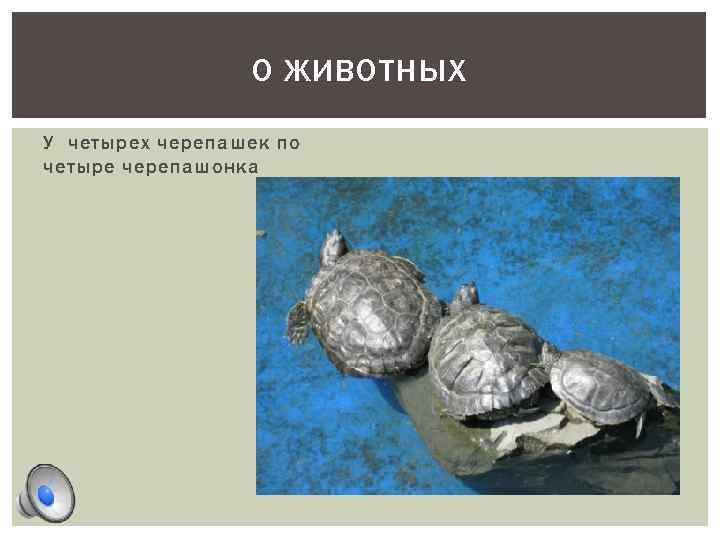 О ЖИВОТНЫХ У четырех черепашек по четыре черепашонка 