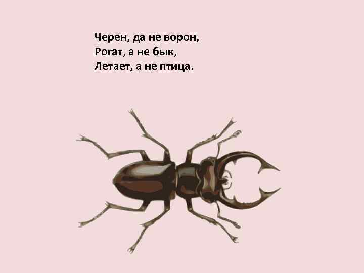 Черен, да не ворон, Рогат, а не бык, Летает, а не птица. 