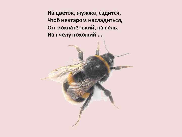 На цветок, жужжа, садится, Чтоб нектаром насладиться, Он мохнатенький, как ель, На пчелу похожий.