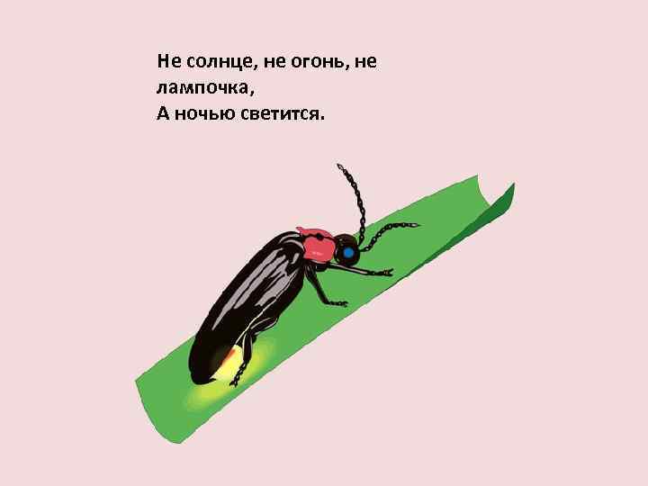 Не солнце, не огонь, не лампочка, А ночью светится. 
