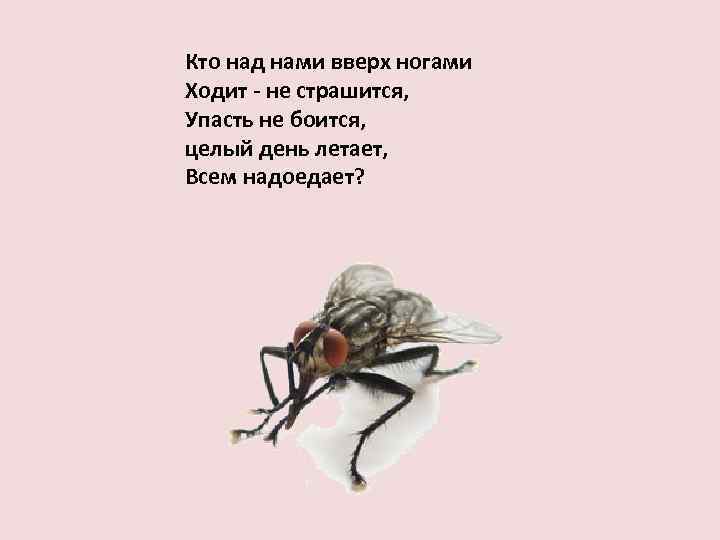 Не жужжу когда хожу