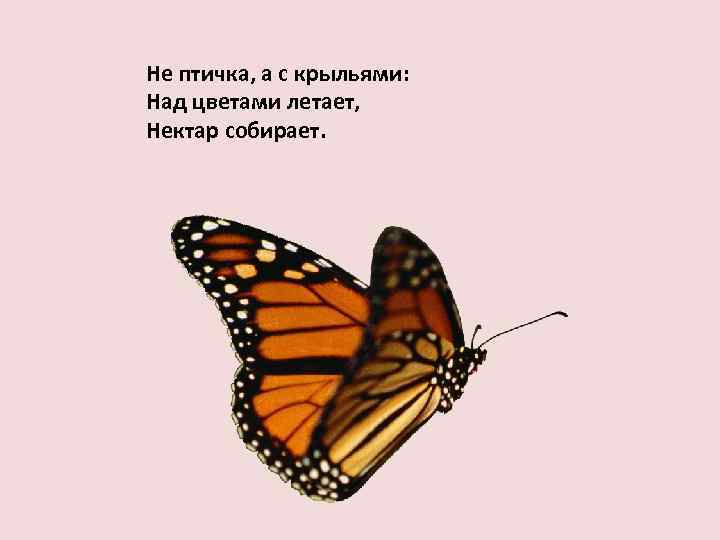 Не птичка, а с крыльями: Над цветами летает, Нектар собирает. 