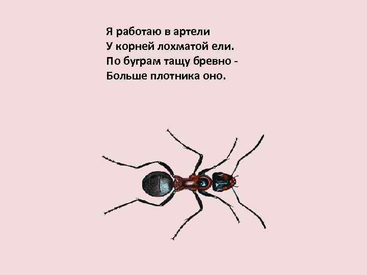 Я работаю в артели У корней лохматой ели. По буграм тащу бревно Больше плотника