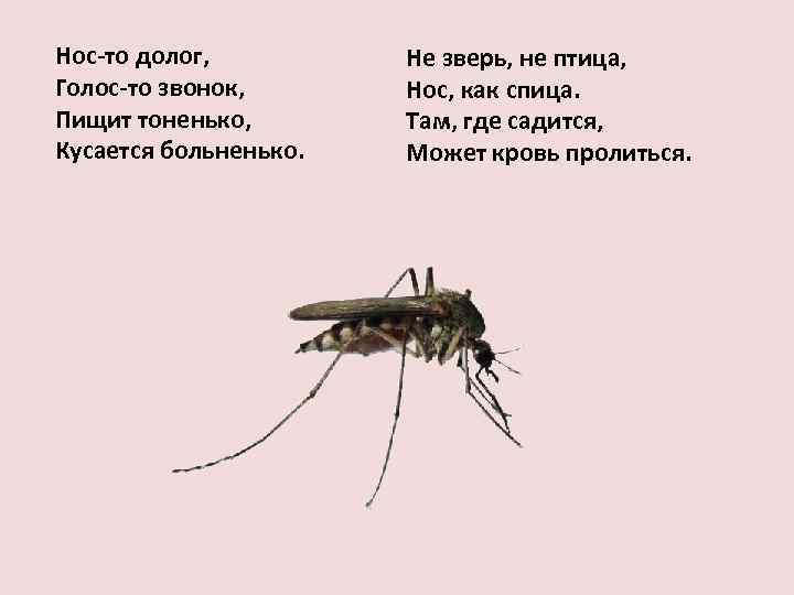 Почему комар пищит. Нос долог голос звонок. Зверь не птица а нос как спица. А не птица а не зверь загадка. Не птица и не животное.