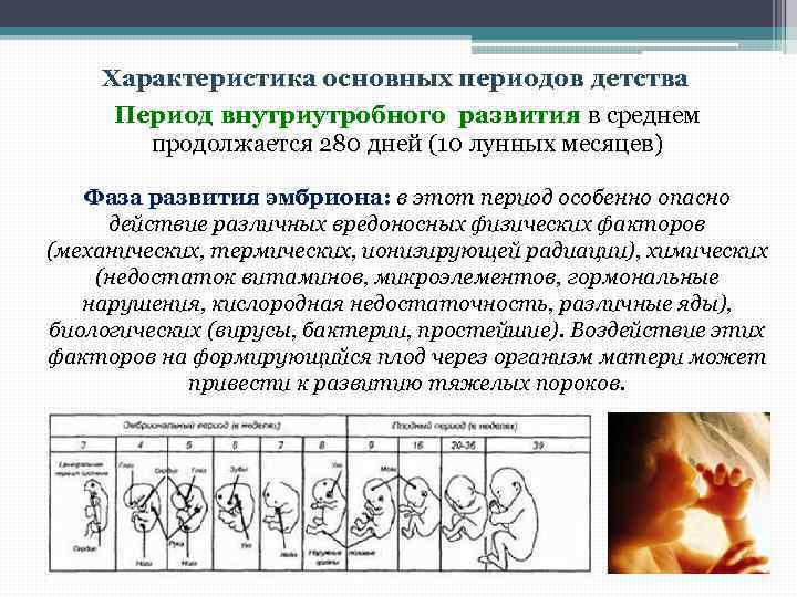 Характеристика основных периодов детства Период внутриутробного развития в среднем продолжается 280 дней (10 лунных