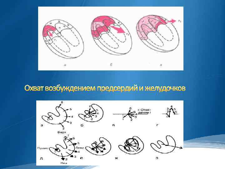 Обозначение зубцов экг p q r s t ввел