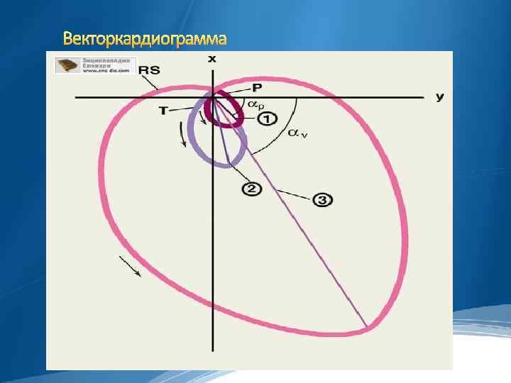 Обозначение зубцов экг p q r s t ввел