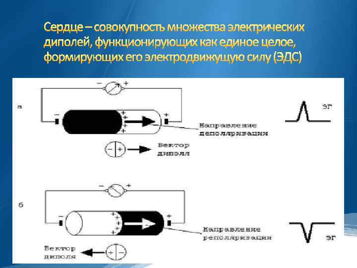 Сердце – совокупность множества электрических диполей, функционирующих как единое целое, формирующих его электродвижущую силу