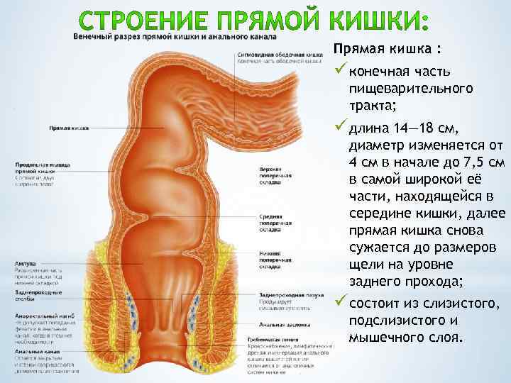 Прямая кишка : ü конечная часть пищеварительного тракта; ü длина 14— 18 см, диаметр