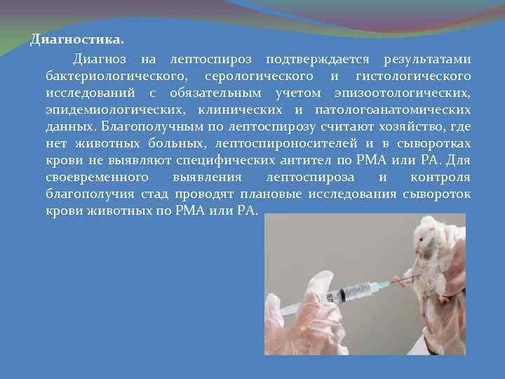 Диагностика. Диагноз на лептоспироз подтверждается результатами бактериологического, серологического и гистологического исследований с обязательным учетом