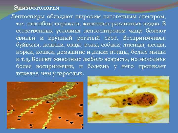 Эпизоотология. Лептоспиры обладают широким патогенным спектром, т. е. способны поражать животных различных видов. В
