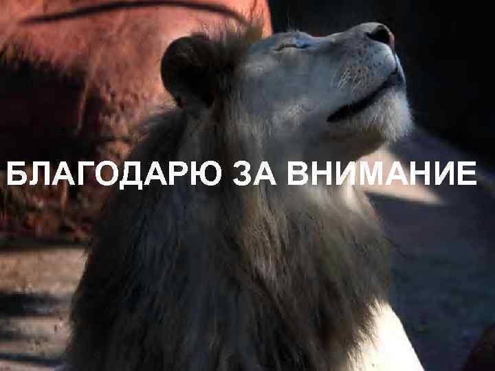 БЛАГОДАРЮ ЗА ВНИМАНИЕ 