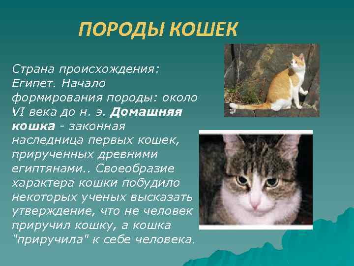 Кошки которые не гуляют сами по себе презентация