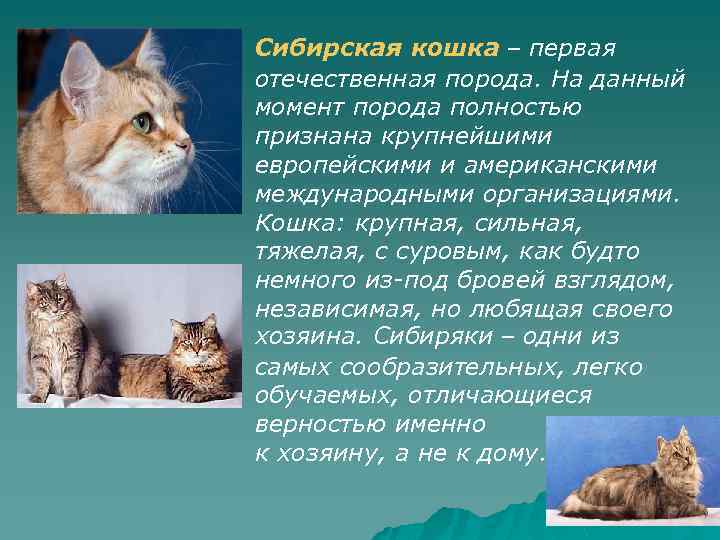 Кошки которые не гуляют сами по себе презентация