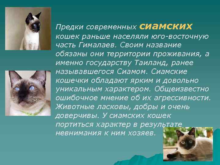 Сиамская кошка презентация