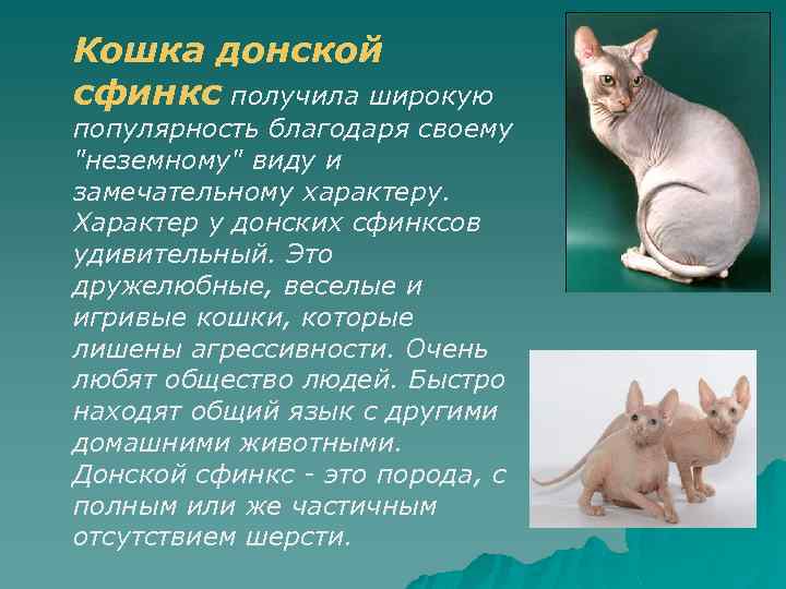 Кошка донской сфинкс получила широкую популярность благодаря своему 