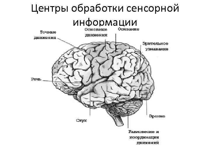 Центры обработки сенсорной информации 