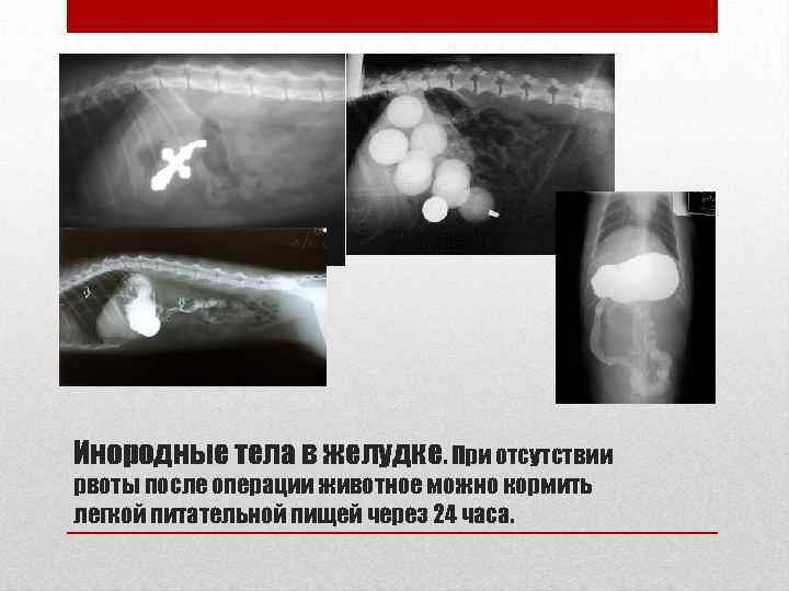 Инородные тела в желудке. При отсутствии рвоты после операции животное можно кормить легкой питательной