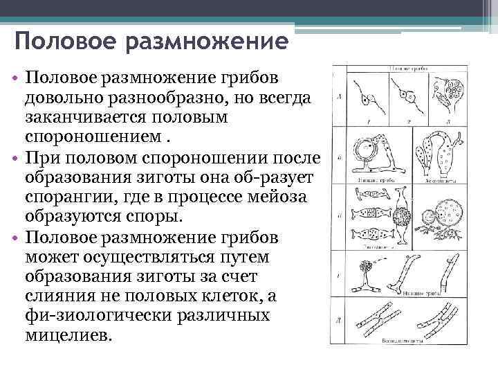 Половое размножение • Половое размножение грибов довольно разнообразно, но всегда заканчивается половым спороношением. •