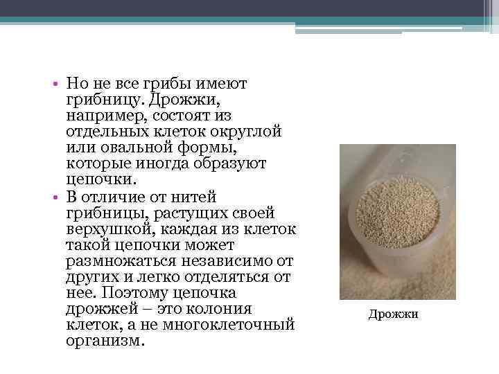  • Но не все грибы имеют грибницу. Дрожжи, например, состоят из отдельных клеток