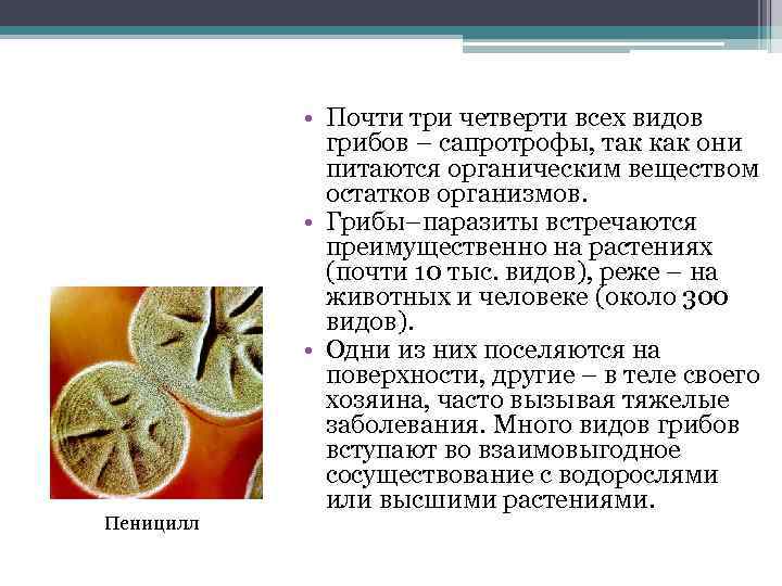 Пеницилл • Почти три четверти всех видов грибов – сапротрофы, так как они питаются