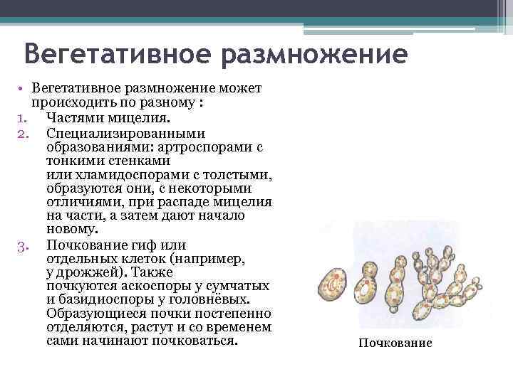 Вегетативное размножение • Вегетативное размножение может происходить по разному : 1. Частями мицелия. 2.