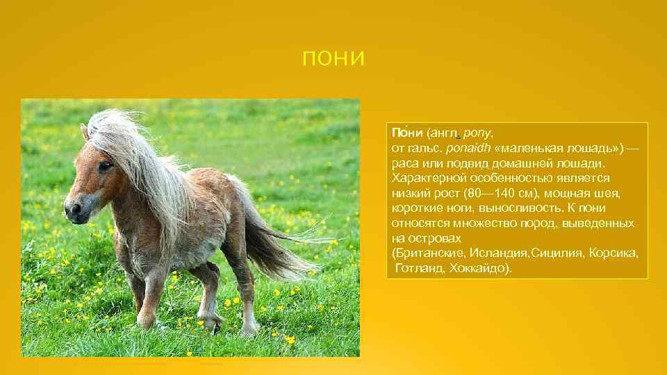 Какой тип питания характерен для лошади. Маленький такой конь ответ. Животное пони на английском. Пони подвид домашней лошади. Доклад о лошади и пони.