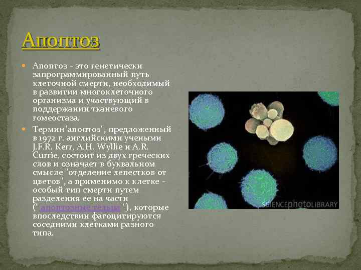Апоптоз - это генетически запрограммированный путь клеточной смерти, необходимый в развитии многоклеточного организма и