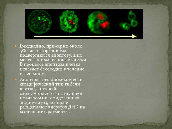  Ежедневно, примерно около 5% клеток организма подвергаются апоптозу, а их место занимают новые