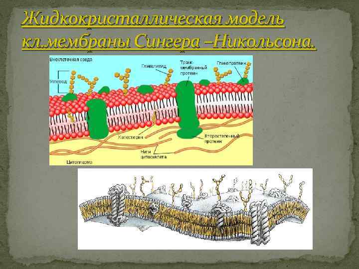 Жидкокристаллическая модель кл. мембраны Сингера –Никольсона. 