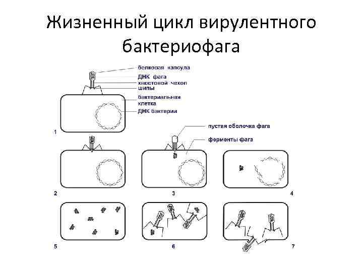Жизненный цикл вирулентного бактериофага 