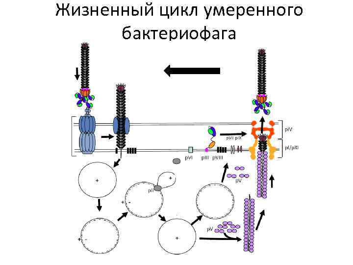 Жизненный цикл умеренного бактериофага 