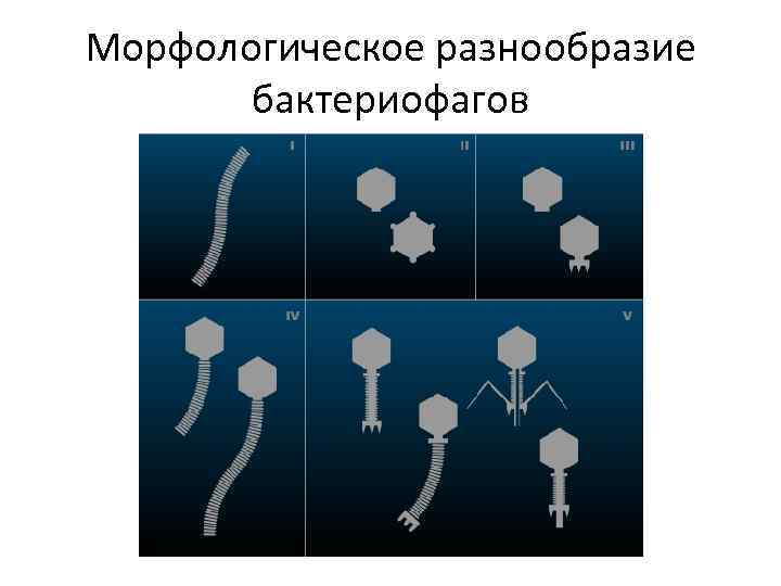 Морфологическое разнообразие бактериофагов 