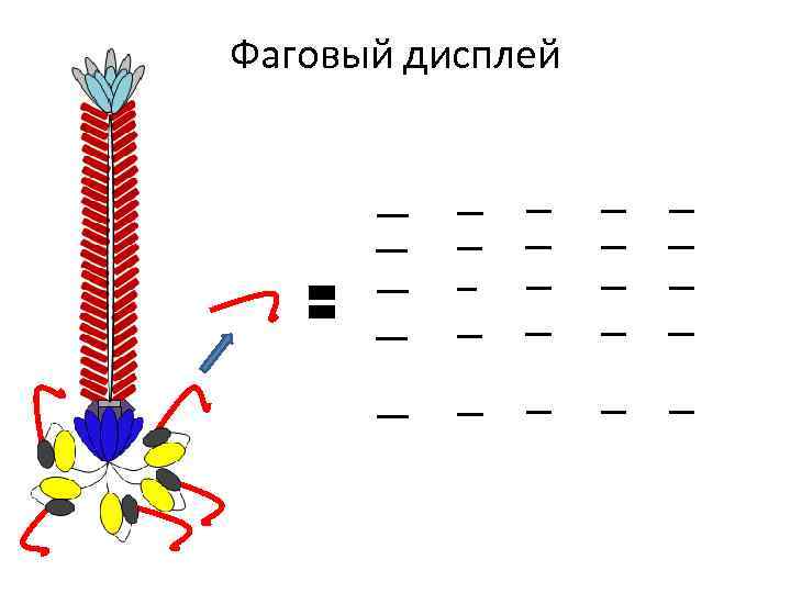 Фаговый дисплей 
