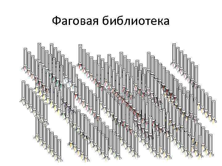 Фаговая библиотека 